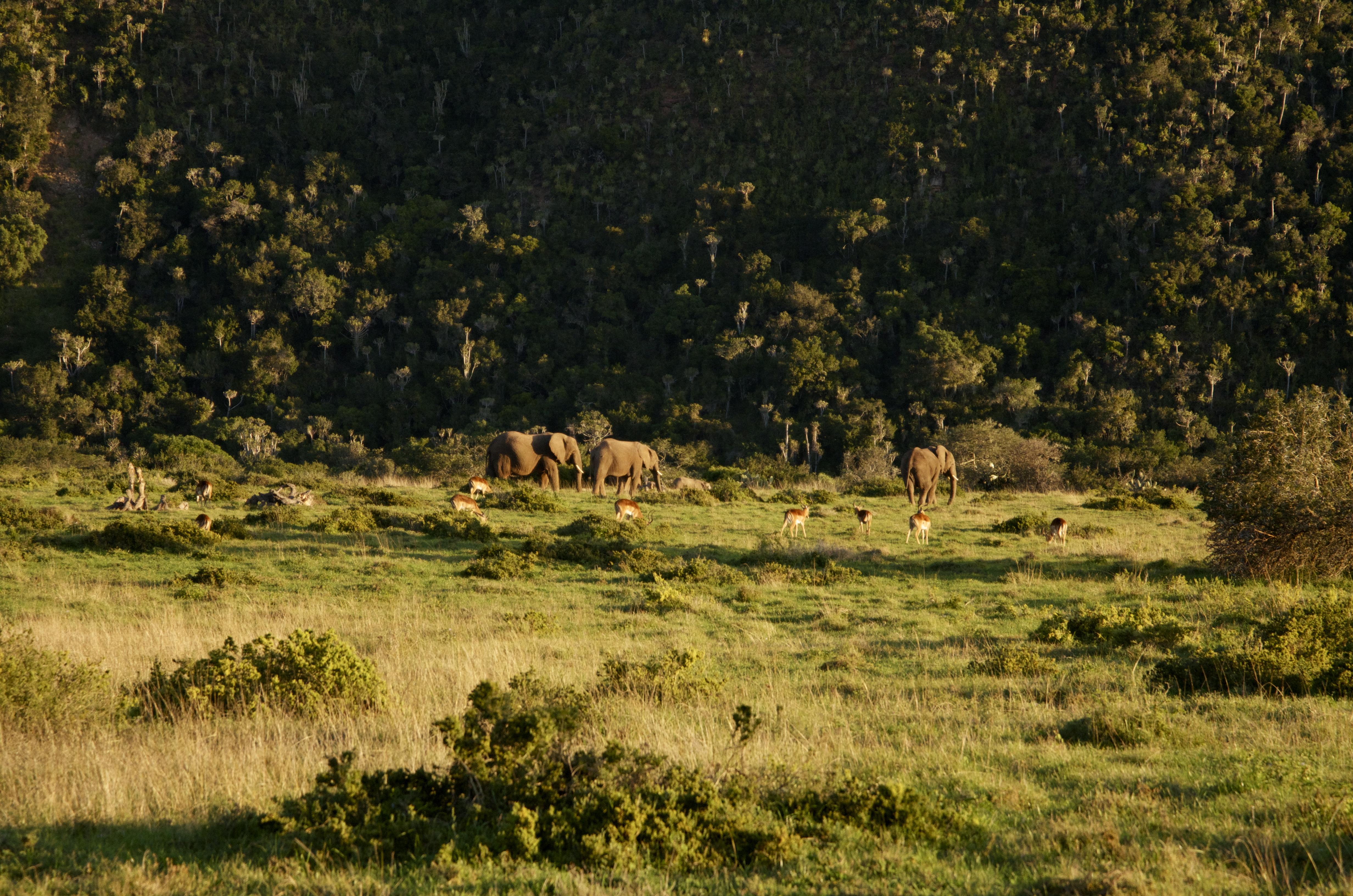 Sibuya Game Reserve And Lodge เคนตัน ออน ซี ภายนอก รูปภาพ
