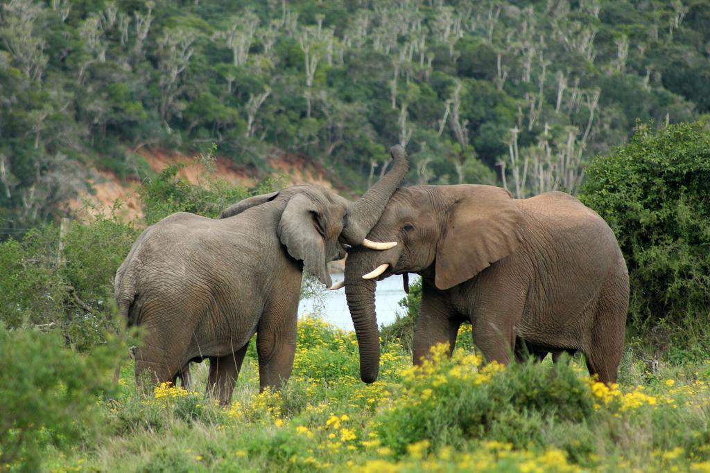 Sibuya Game Reserve And Lodge เคนตัน ออน ซี ภายนอก รูปภาพ
