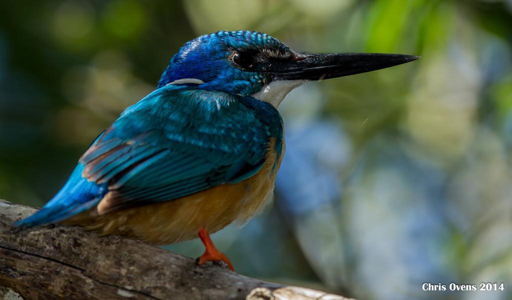 Sibuya Game Reserve And Lodge เคนตัน ออน ซี ภายนอก รูปภาพ