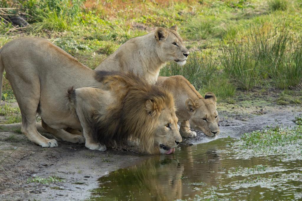 Sibuya Game Reserve And Lodge เคนตัน ออน ซี ภายนอก รูปภาพ