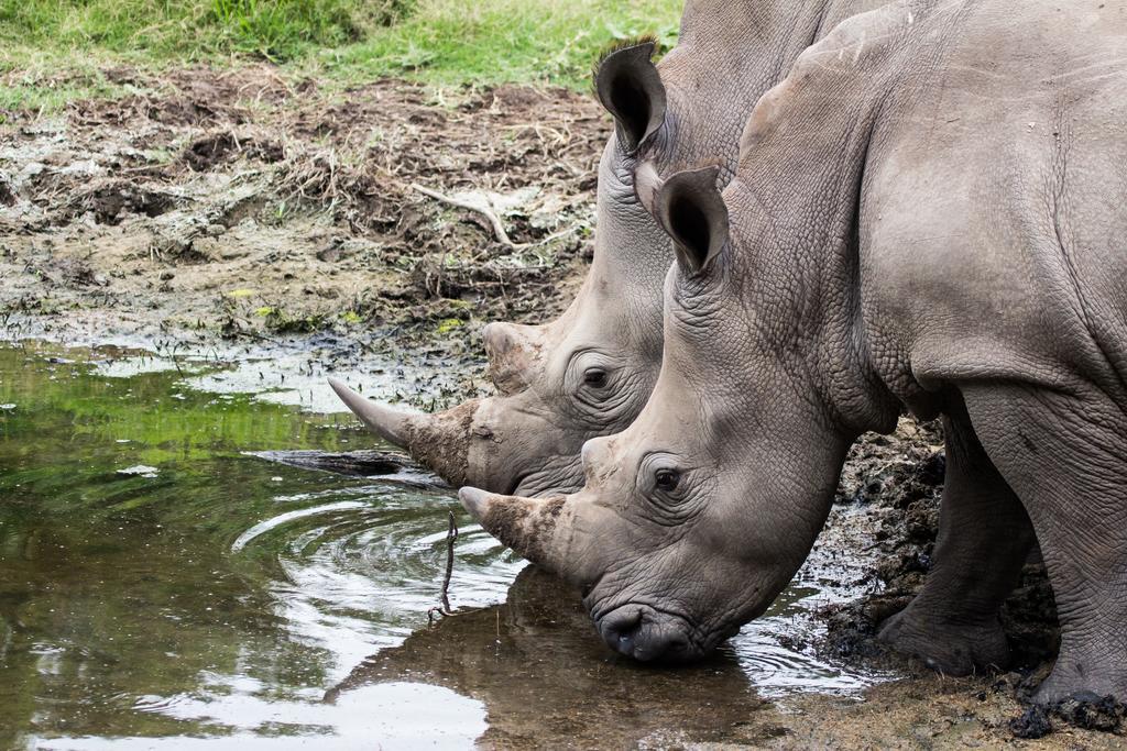 Sibuya Game Reserve And Lodge เคนตัน ออน ซี ภายนอก รูปภาพ